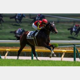 デビュー戦を快勝