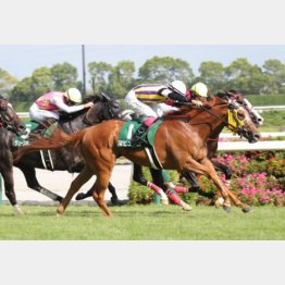 中京記念で牡馬を一蹴