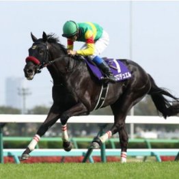 【木津の日曜競馬コラム・東京ハイジャンプ】