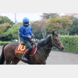軸は新居記者が推すジョイフルニュース