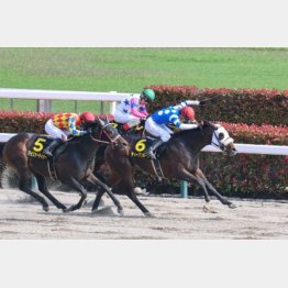 4走前はこのコースで③着(緑帽)