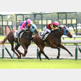 追い比べを首差で制した(右端)