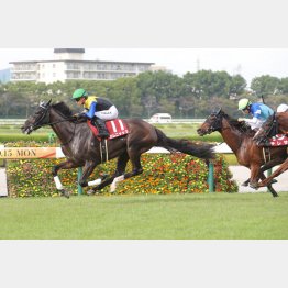 前走は不利をものともせず完勝