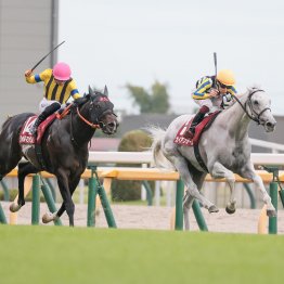 父の父ダイワメジャーが克服できなかった〝壁〟を初年度産駒から越えてきたアドマイヤマーズの可能性