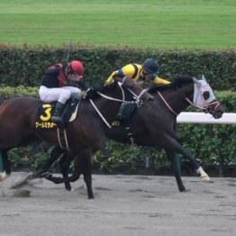 【ブラジルＣ】伏兵アピーリングルック競り勝つ