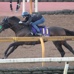 【菊花賞】調教マル得チェック①