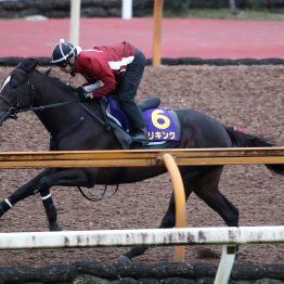 【菊花賞】今週は軽めでも集中力十分で理想的な仕上がり　エリキング心肺機能が上がった