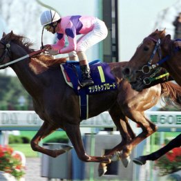 【菊花賞】ライトトラックで１７回目の騎乗、和田竜二は菊の大輪に手が届くか