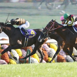【菊花賞】データ作戦　同じGⅡトライアルでもセントライト記念組に妙味あり