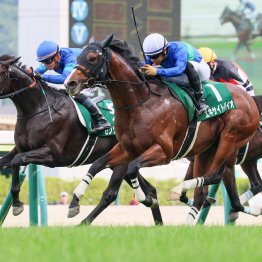 【菊花賞】自身は菊、春の盾に不出走だが　種牡馬レイデオロはステイヤー傾向