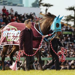 障害ＧⅠ９勝　オジュウチョウサンは今　「今年は３頭に種付け。ステイゴールド産駒らしくいたずらっ子です」