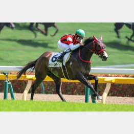 初芝の2走前が強い勝ちっぷり