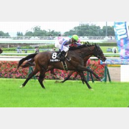 シルトホルンはコース替わりが懸念材料