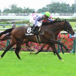 【市川の土曜競馬コラム・カシオペアＳ】