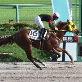 【飯島の土曜競馬コラム・河口湖Ｓ】