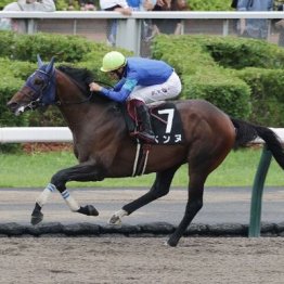 【新居の土曜競馬コラム・河口湖Ｓ】