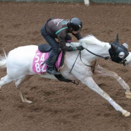 【木津の土曜競馬コラム・アルテミスＳ】