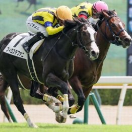 【武田の土曜競馬コラム・アルテミスＳ】