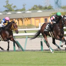 【橘の土曜競馬コラム・カシオペアＳ】