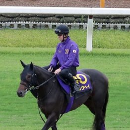【菊花賞】出走全馬の特選情報