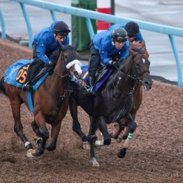 【新居の日曜競馬コラム・菊花賞】