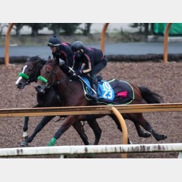 最終追いにまたがった花田助手も好感触(奥)