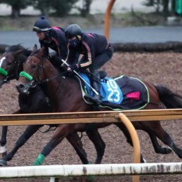 【木津の日曜競馬コラム・菊花賞】