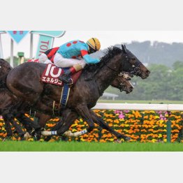 ルメール鞍上でダービー組と初対決だ