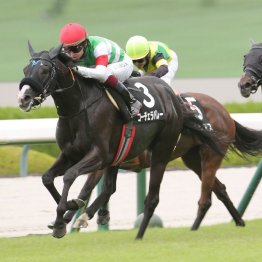 【橘の日曜競馬コラム・菊花賞】