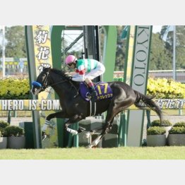 23年はドゥレッツァが3勝クラスから連勝で戴冠