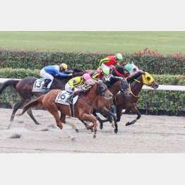 木津記者が推すセブンマイスター狙い