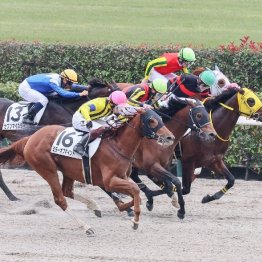 【レスキュー隊の日曜競馬コラム・東京12Ｒ】