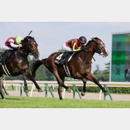 近年、菊と好相性の日本海Sを快勝