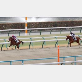 藤岡は1勝クラスVが圧勝だったピエマンソン推し