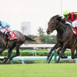 【菊花賞】ヤマニンブークリエ　横山典で覚醒、菊に王手