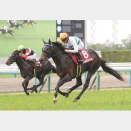 京都新聞杯を勝った京都で再び