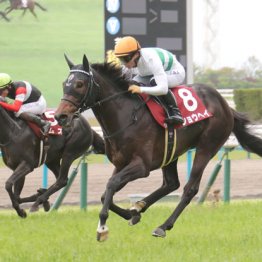 【菊花賞】ショウヘイ　個人的に父は長距離砲　ラスト１冠へ万全