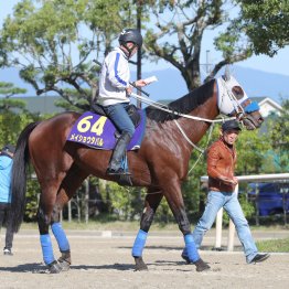 【天皇賞・秋】「豊にお任せ」メイショウタバルが〝盾男〟と宝塚記念に続くＧⅠを狙う