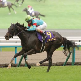 【菊花賞】エネルジコが初戴冠