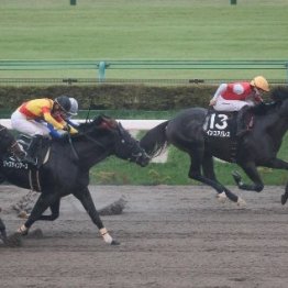 【神無月Ｓ】１番人気インユアパレス首差勝ち