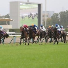 【菊花賞】最後の１冠をもぎ取ったエネルジコ　この先の可能性は！？