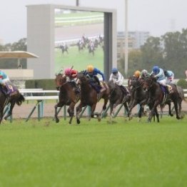 菊で評価すべきは③着馬エキサイトバイオ