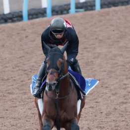 【天皇賞・秋】調教マル得チェック②