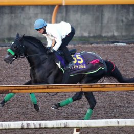 【天皇賞・秋】調教マル得チェック①