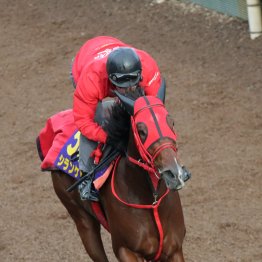 【天皇賞・秋】調教マル得チェック①