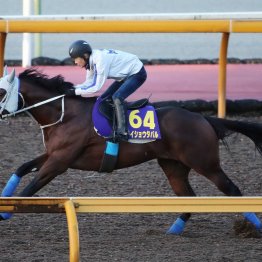 【天皇賞・秋】メイショウタバル完璧