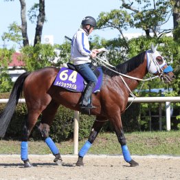 【天皇賞・秋】メイショウタバルで秋の盾８勝目を狙う武豊に聞く