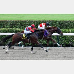 昨秋にグリーンチャンネルC勝ち