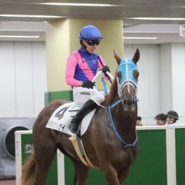 【武田の土曜競馬コラム・ファンタジーＳ】