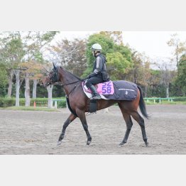 米国寄りの血が波乱を呼ぶ